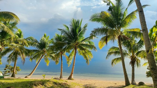 Comment organiser une visite des plantations de thé à Darjeeling, Inde?